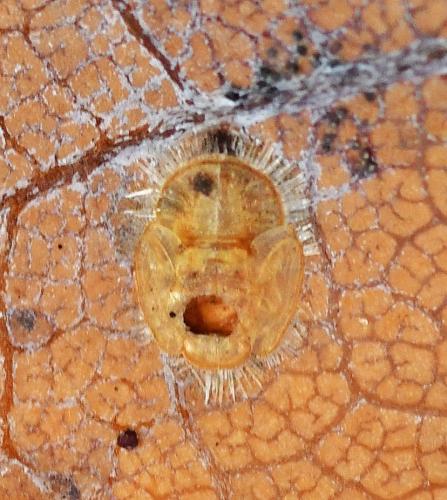 Trioza remota